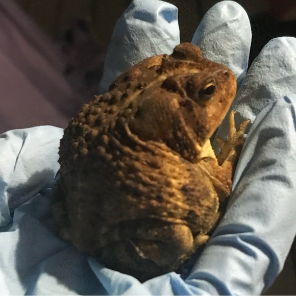 Meet your posher, Lilly! - Picture 6 of 6